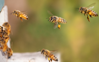 Antivirotické účinky včelích produktov